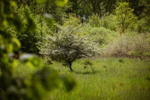 blühender Baum