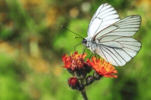 Schmetterling auf Blüte