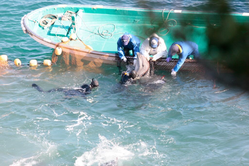 Delfinfang in Taiji