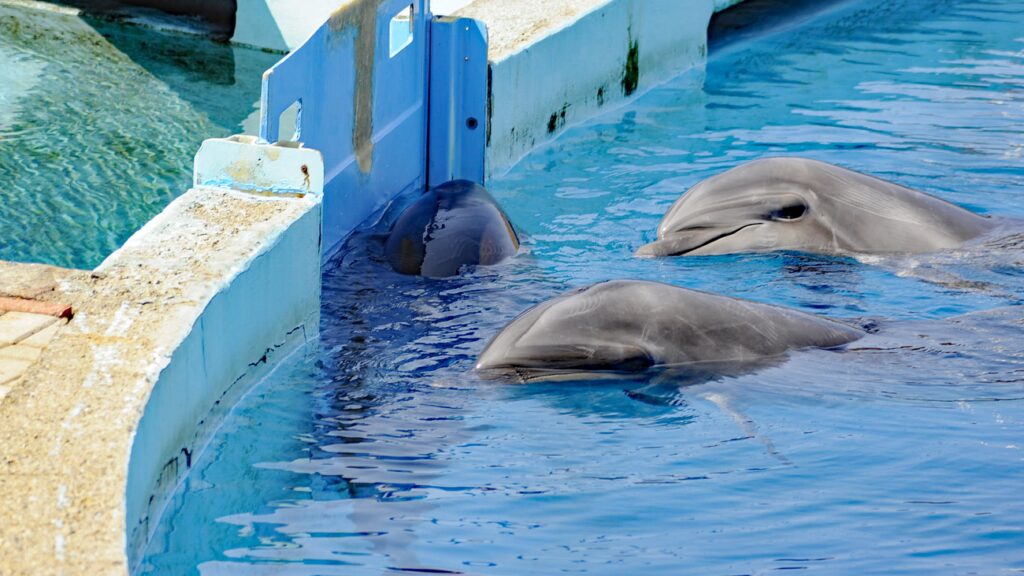 Delfine in einem Delfinarium in der T&uuml;rkei