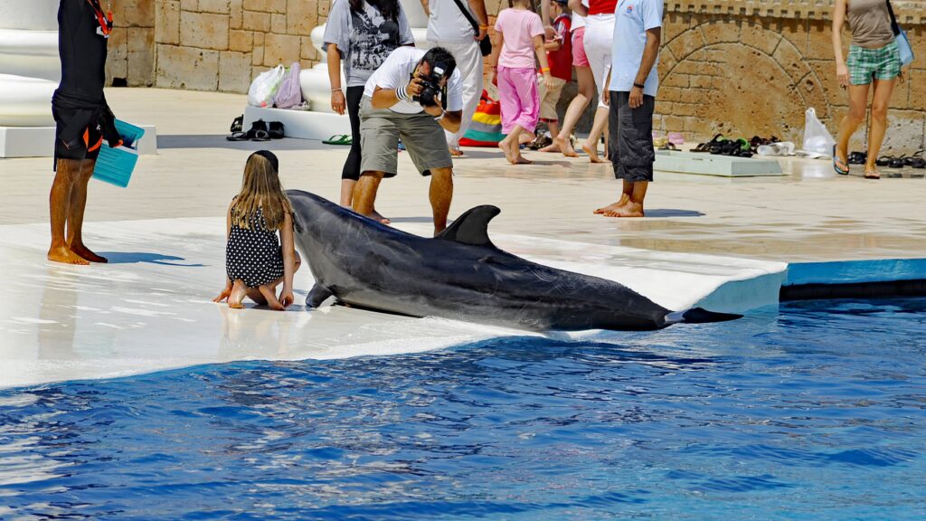Delfin bei einer Show in der T&uuml;rkei